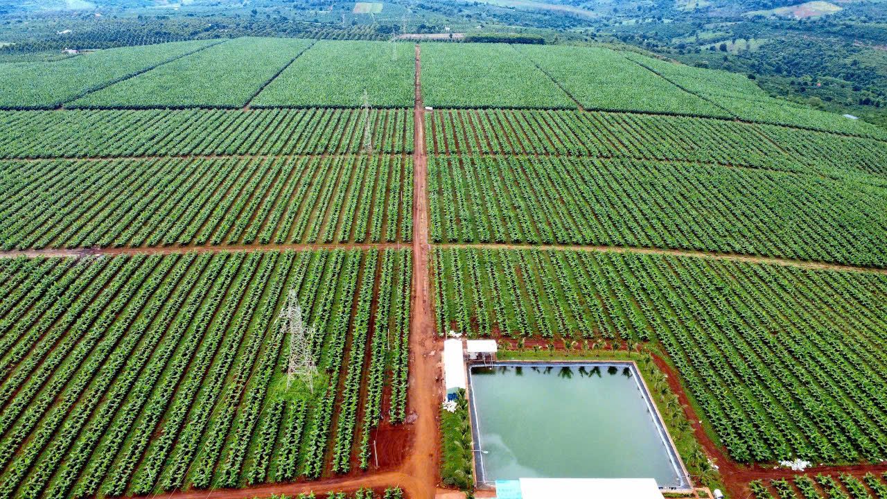 Aerial view of the plantation