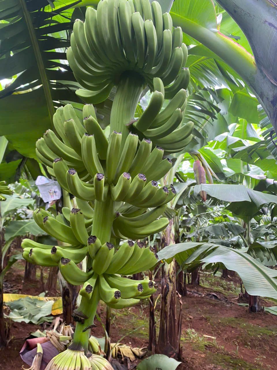 Mature bunch on the plant