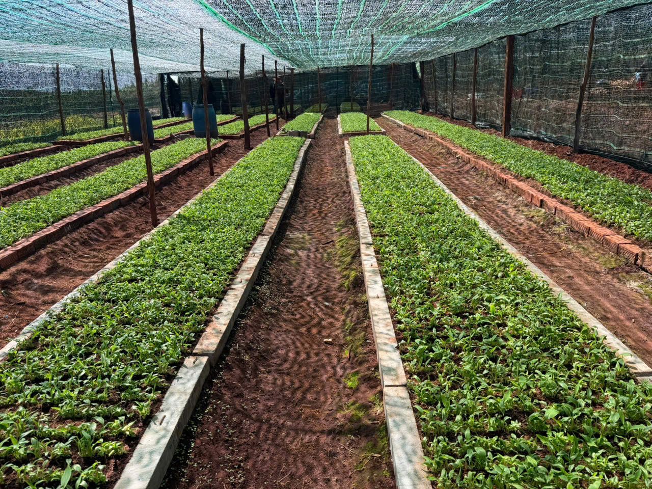 Tissue-culture nursery beds